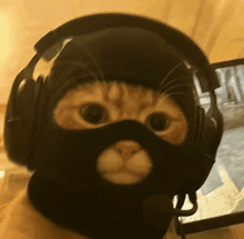 Nine's cat profile picture